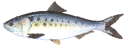 americanshad.gif (11692 bytes)