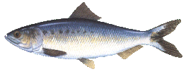 hickory shad.gif (11692 bytes)