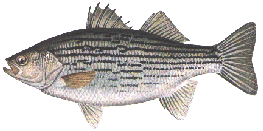 basshybrid.gif (19835 bytes)