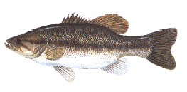 bassspotted.gif (15720 bytes)