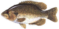 rockbass.gif (21422 bytes)