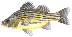 yellow.gif (17526 bytes)
