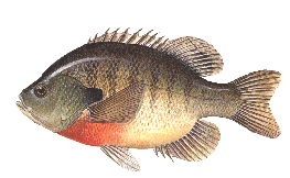 bluegill.gif (22676 bytes)