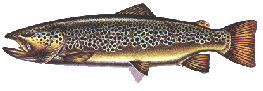 brown.gif (13803 bytes)
