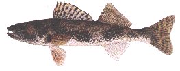 sauger.gif (13695 bytes)