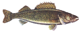 walleye.gif (14753 bytes)